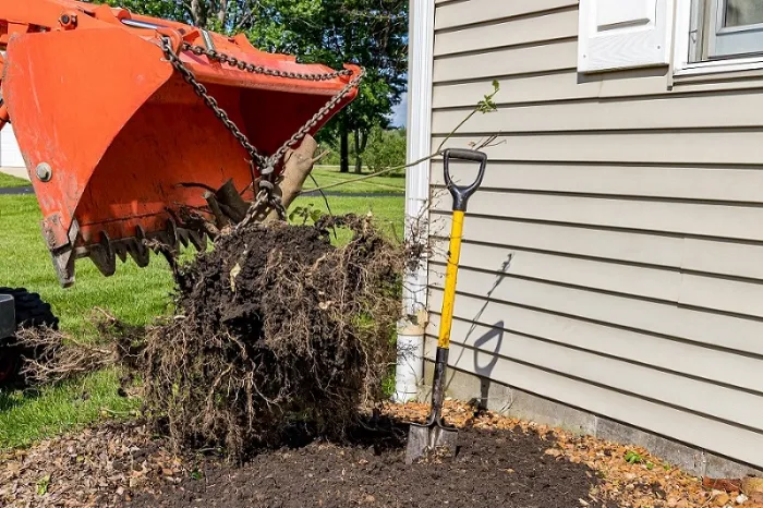 Bush Removal Bush Removal
