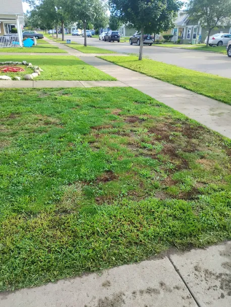 Lawn Mowing